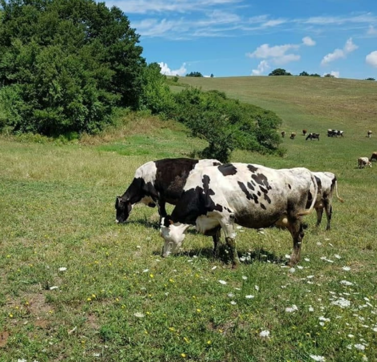 mucche da latte nobile al pascolo